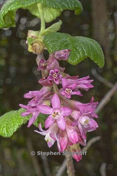 ribes sanguineum var glutinosum 1 graphic